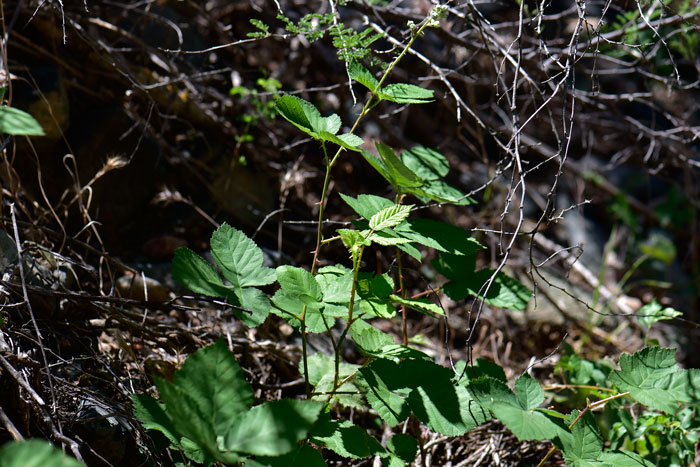 Whitebark Raspberry is an arching vine or erect, brambling deciduous species that is found in upper deserts and lower mountain areas. Rubus leucodermis